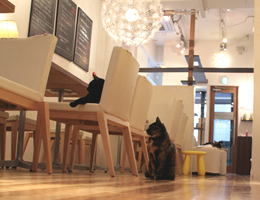 【写真】NEKO CAFE KEURIGの猫ちゃん2