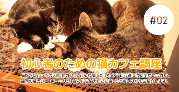 ペットマガジン　#02 初心者のための猫カフェ講座　猫好きにとっての天国 猫カフェ。どんな風に楽しむの？初心者には疑問がいっぱい。福岡の猫カフェ「キューリグ」さんにご協力いただき、その楽しみ方をご紹介します。